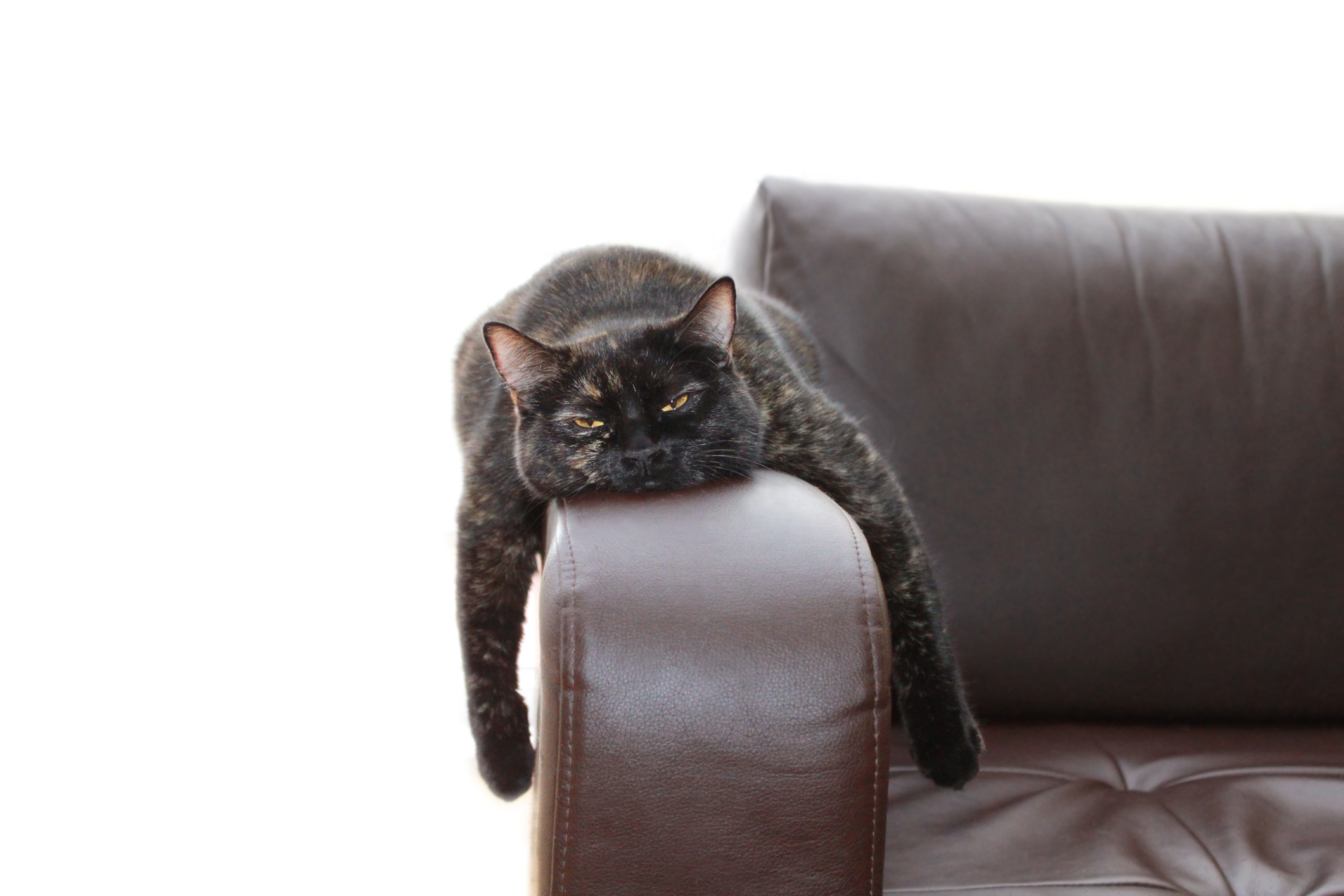 Navigating the Stress Spectrum  Dark colored cat with half-closed eyes draped over the arm of a brown leather chair.