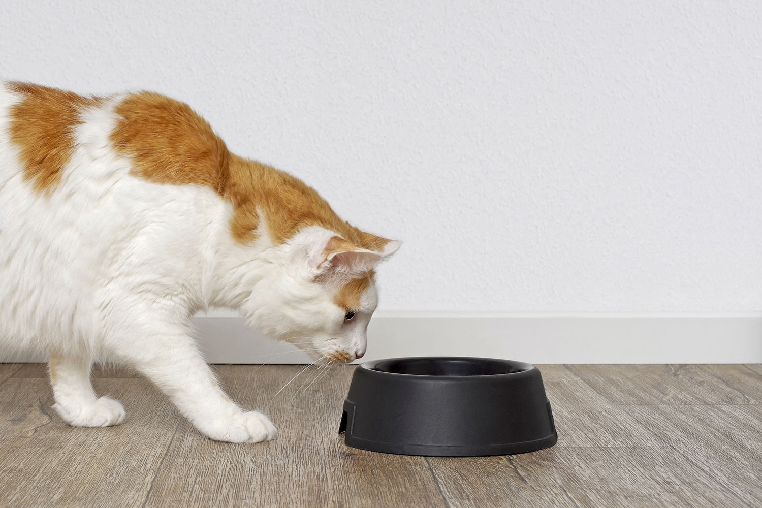 Do Pets Need to Detox? Tabby cat looking curious to a pet food dish.