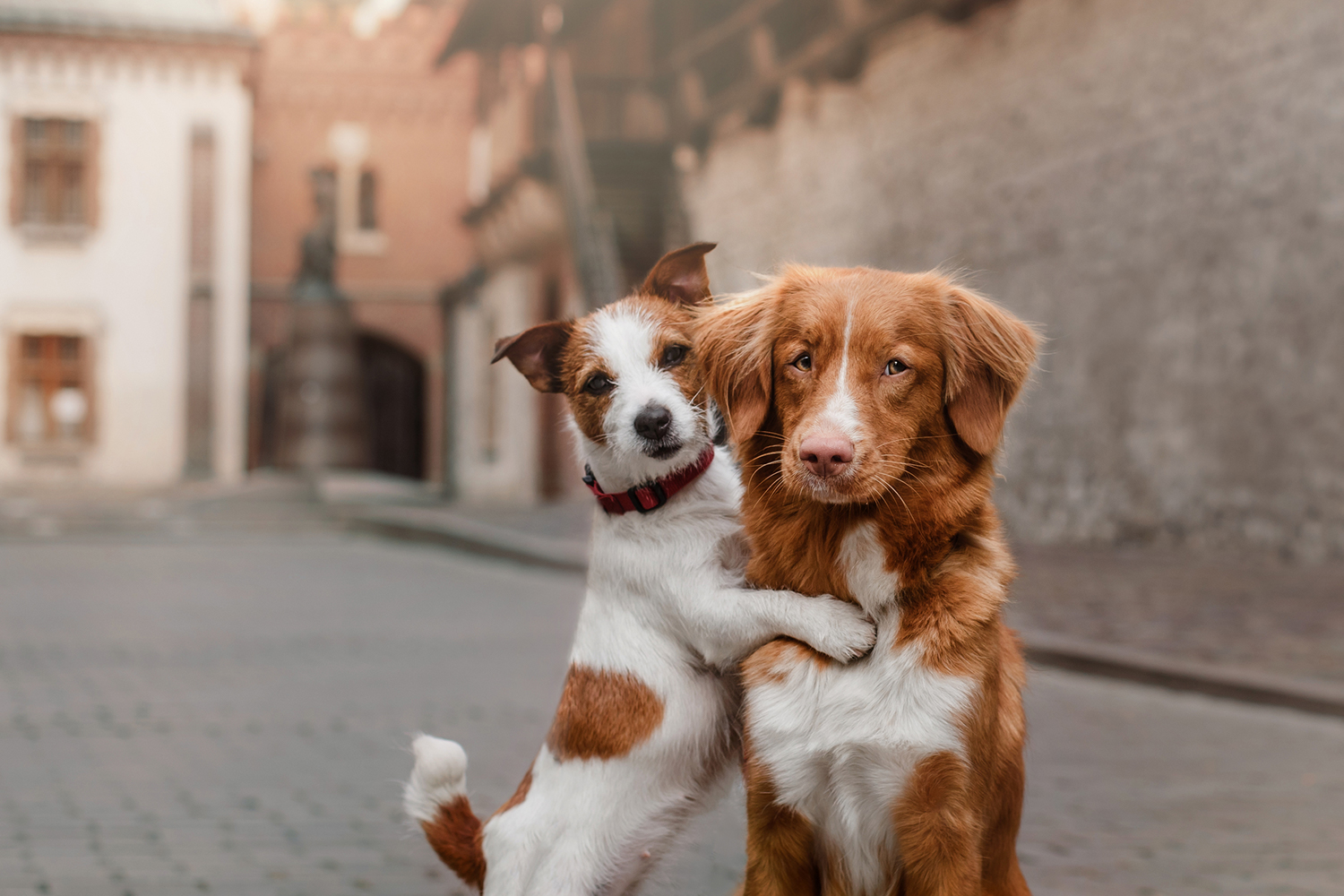 Animal Companions for Life Happy dogs: a Jack Russell hugging a retriever