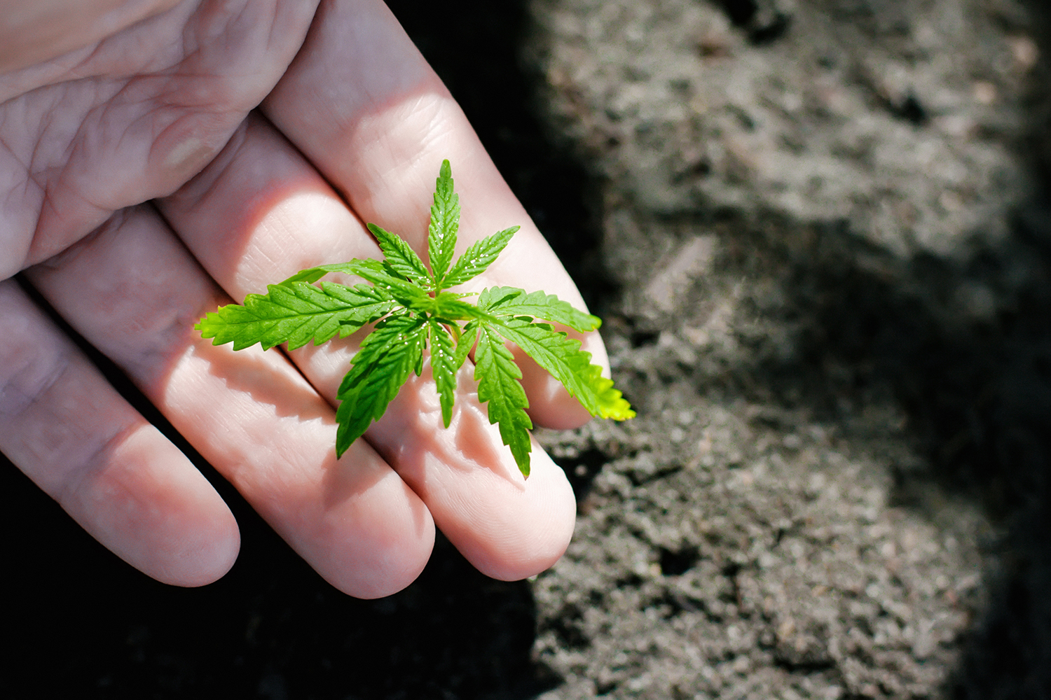 Full-Spectrum Hemp Oil Hand closeup of farmer with hemp seedling outdoors.
