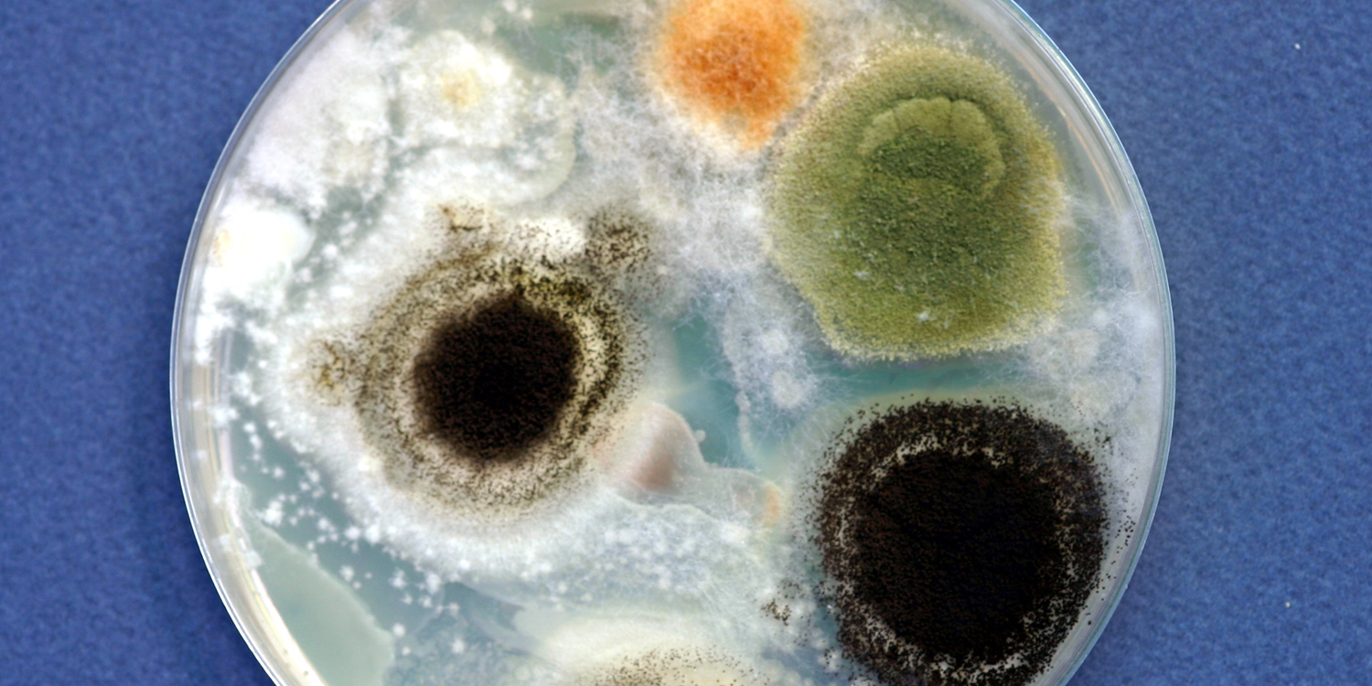 fungus