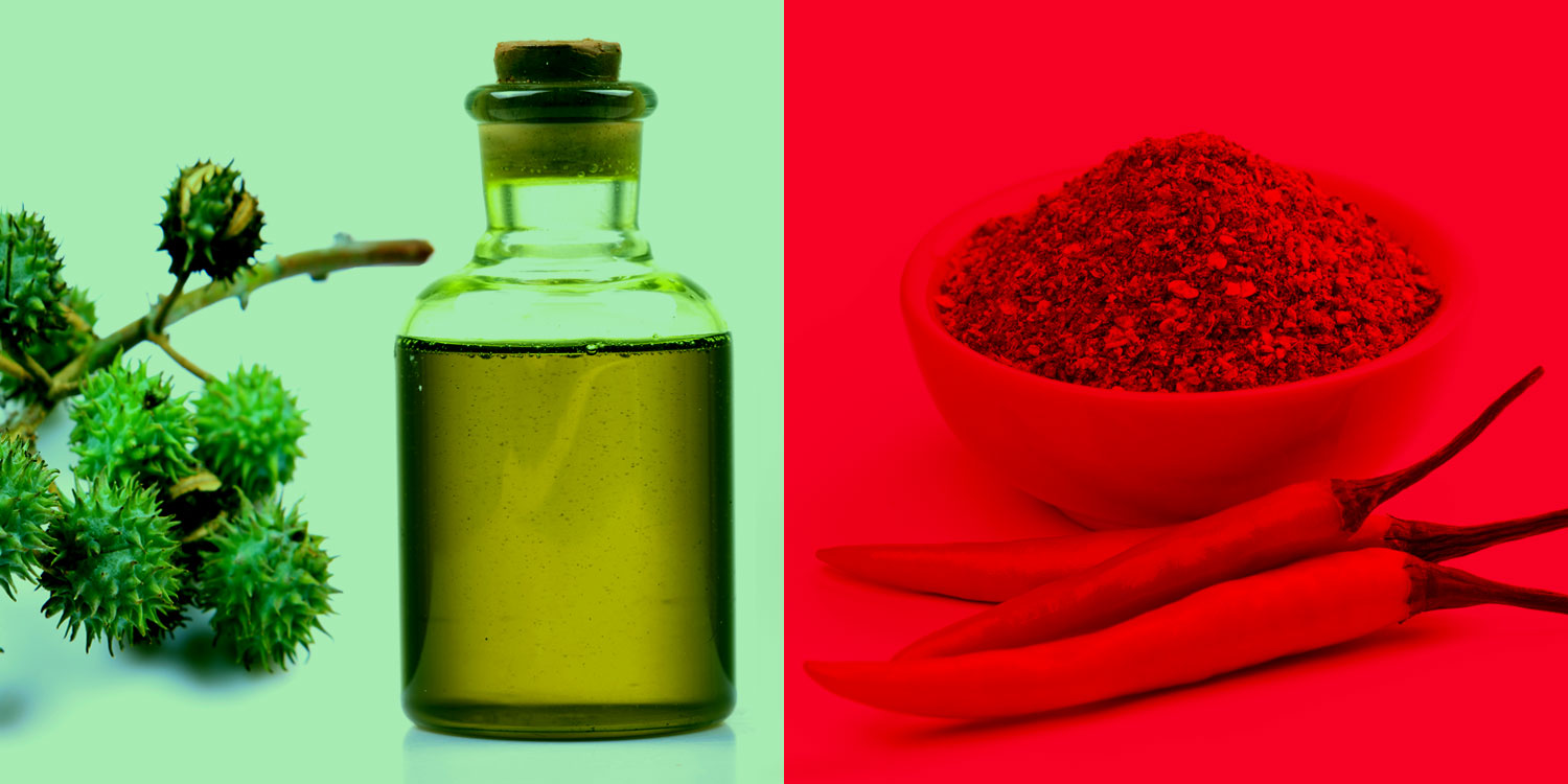 Quick Fixes From Your Pantry castor oil & cayenne pepper