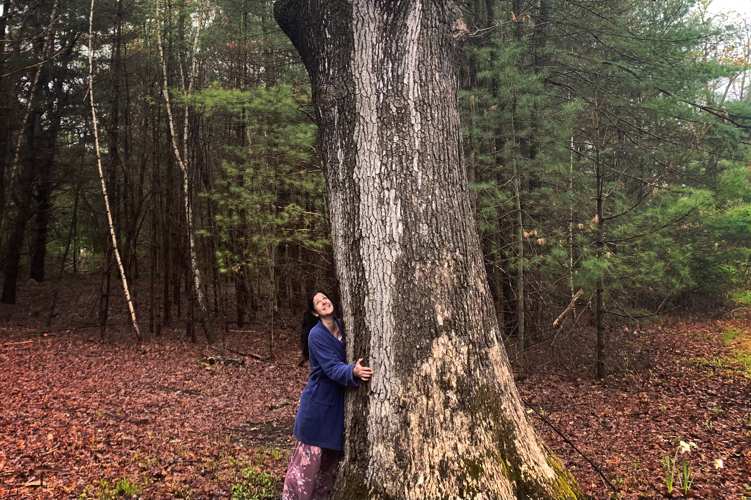 Forest Bathing: A Beginner's Guide Amy hugging a very tall tree at the edge of the woods