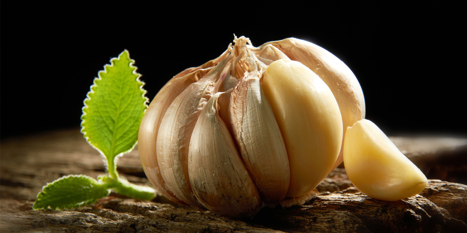 Garlic