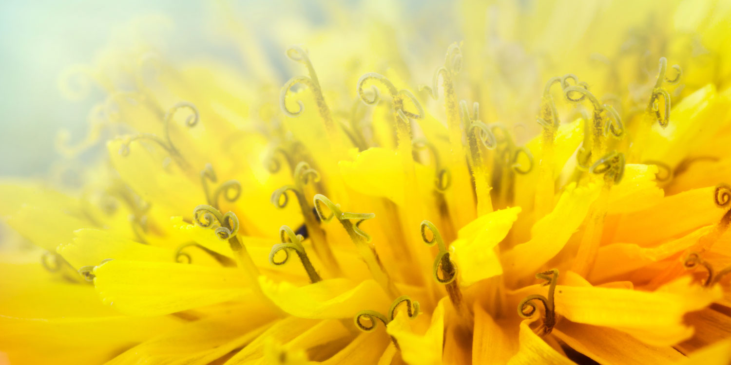 Dandelion