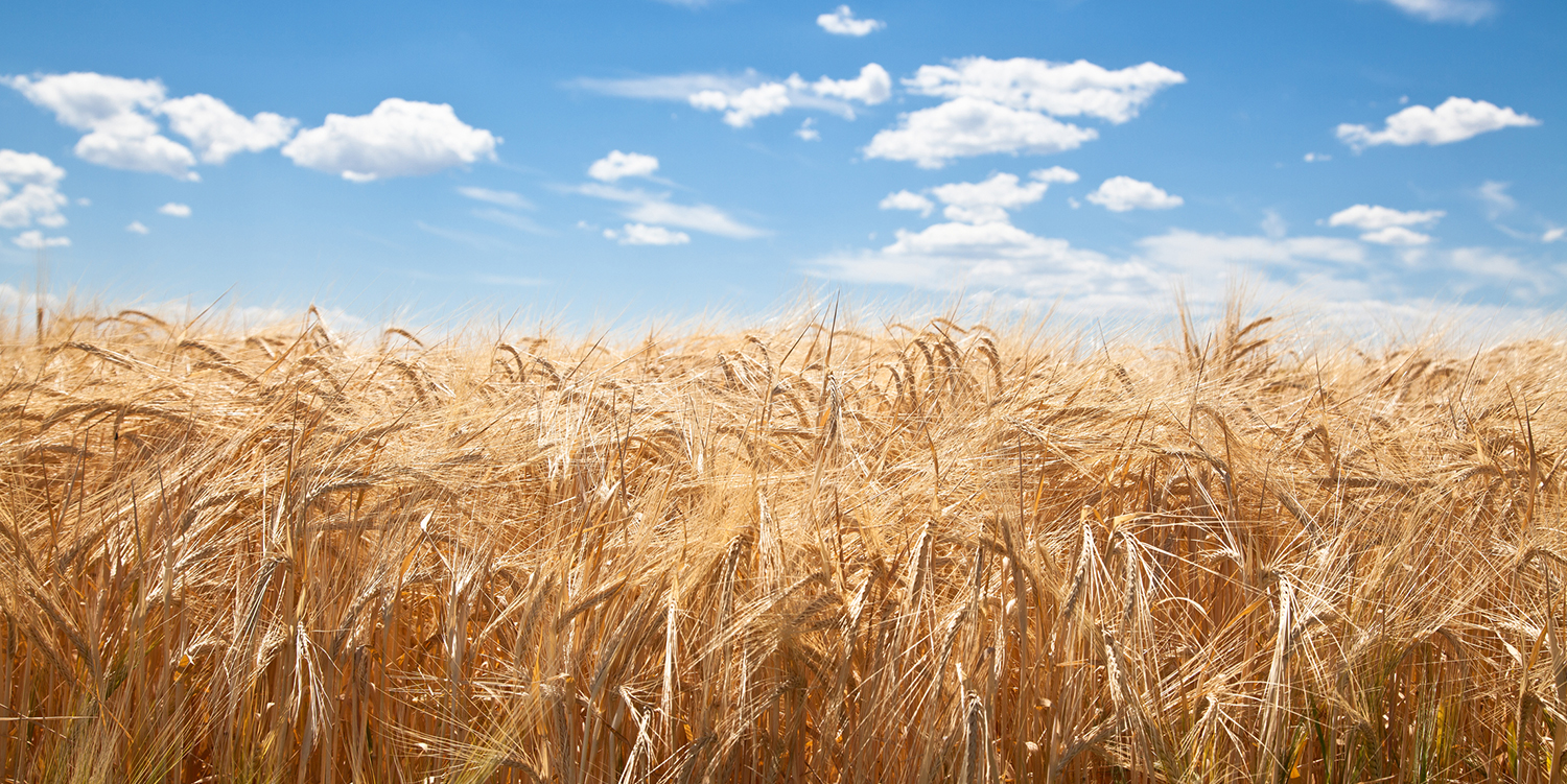 Wheat