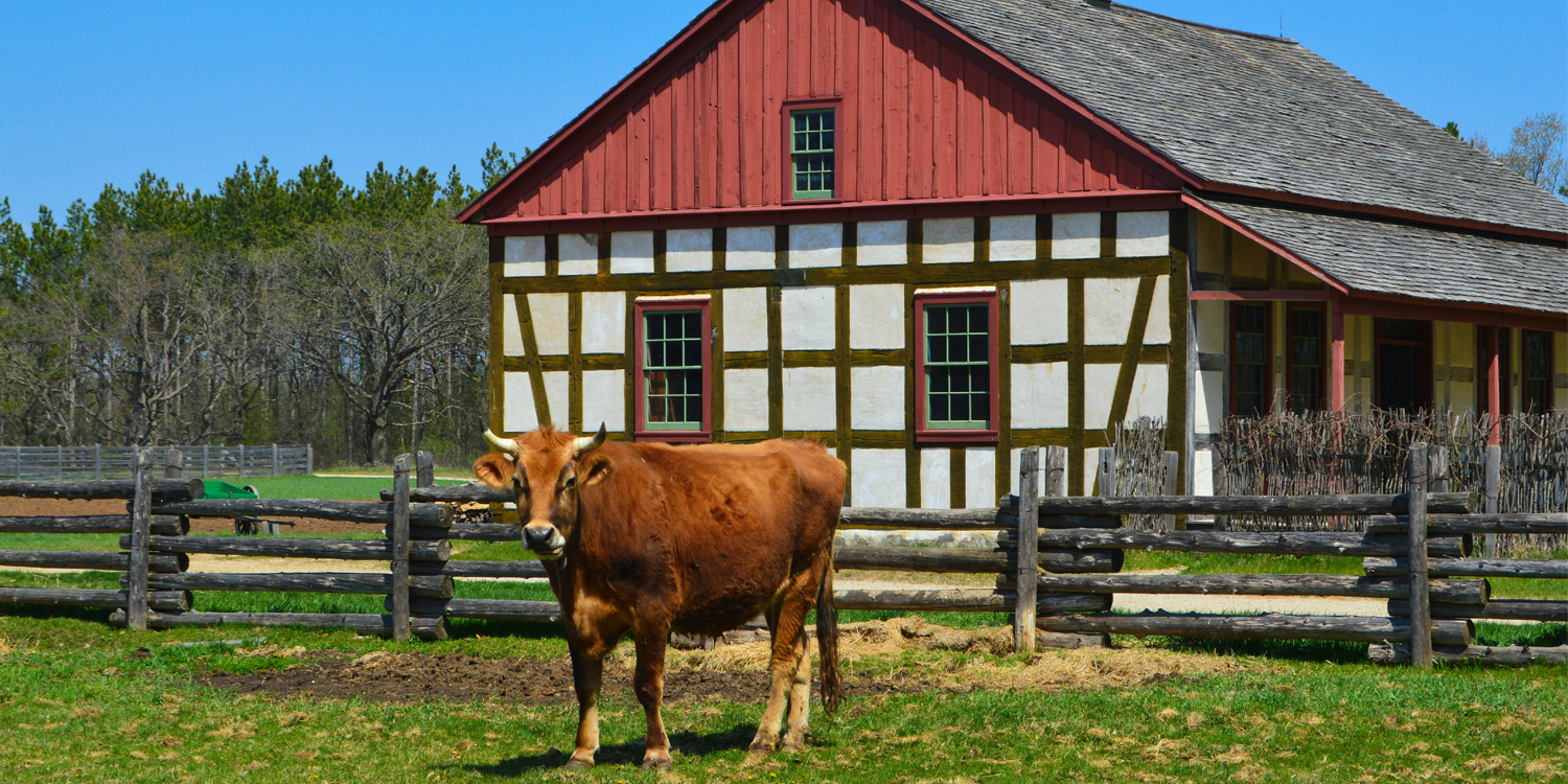 Organic Cow