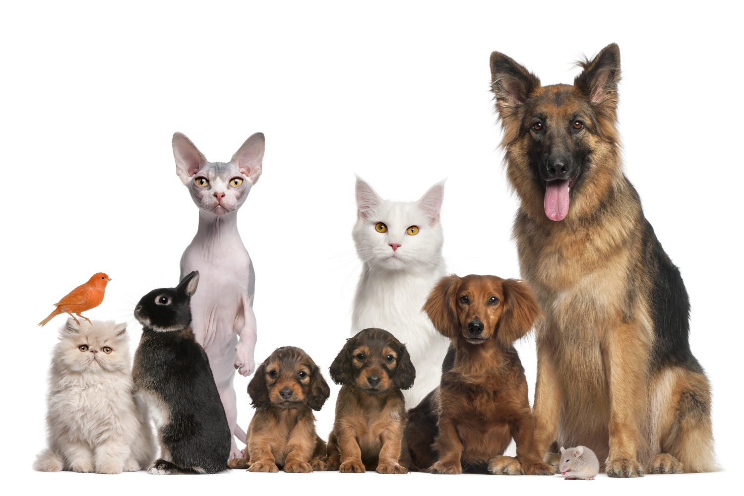 Dogs, cats, rabbits, and a bird for good measure