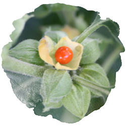 Withania somnifera