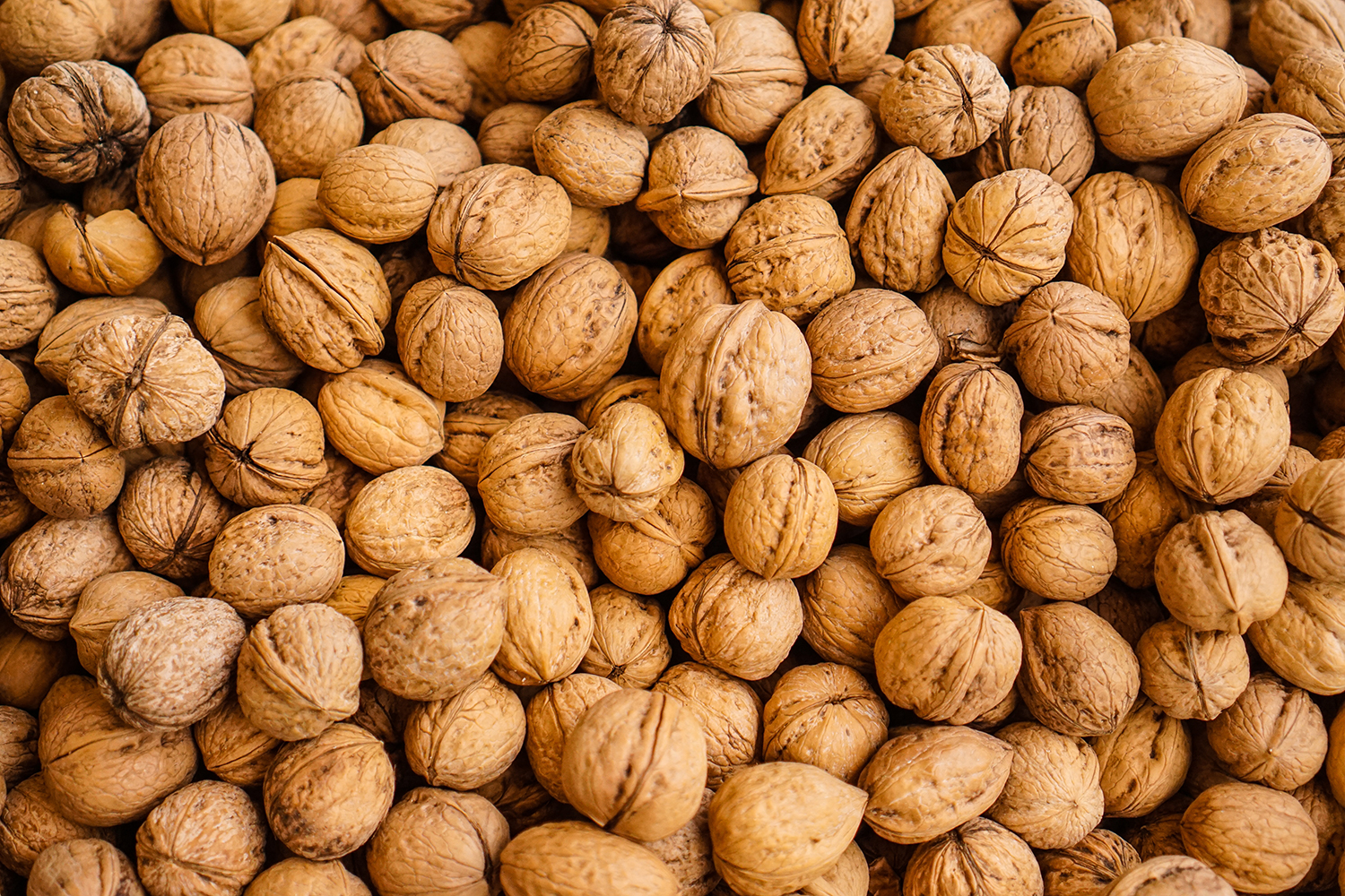walnuts in the shell