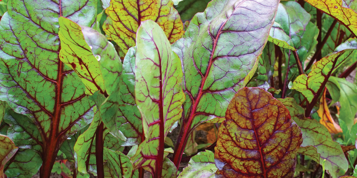 Sautéed Beet Greens & Garlic fresh organic beet greens