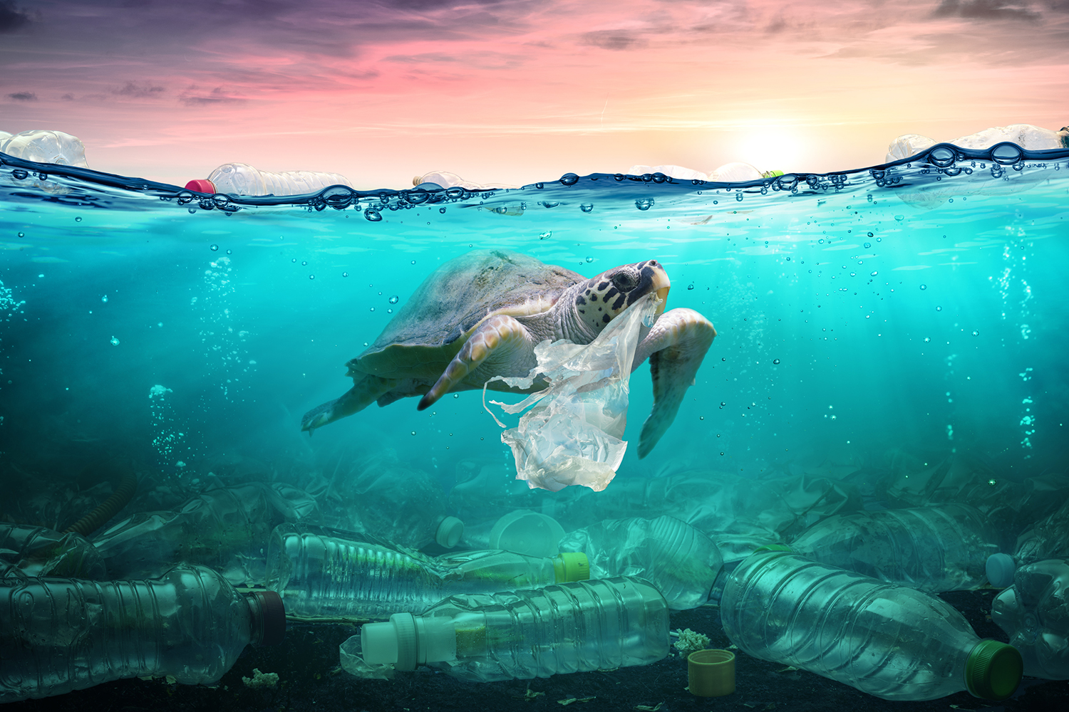 a sea turtle swimming in water littered with plastic