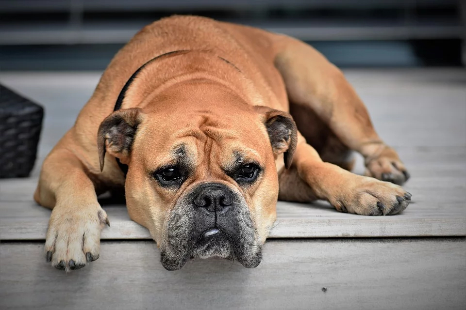 a dog pretty much melting into the floor