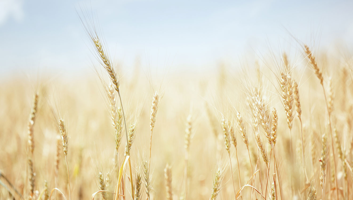 wheat field