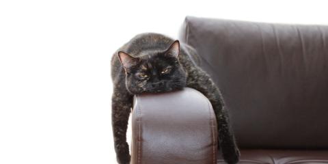Navigating the Stress Spectrum  Dark colored cat with half-closed eyes draped over the arm of a brown leather chair.