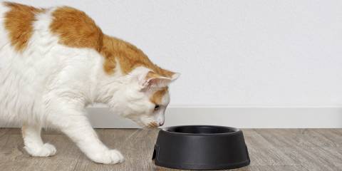 Do Pets Need to Detox? Tabby cat looking curious to a pet food dish.