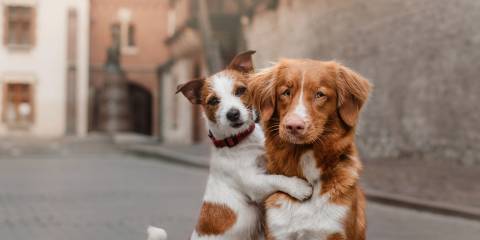 Happy dogs: a Jack Russell hugging a retriever