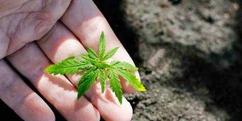 Hand closeup of farmer with hemp seedling outdoors. 