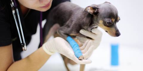 Natural Pain Relief for Dogs a vet checking on a dog with leg pain