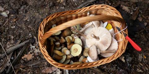 a basket of wild mushrooms on the forest floor