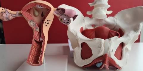 Tips to Improve Pelvic Health a medical model of a uterus and a female pelvis