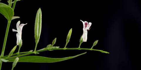 a flowering andrographis plant