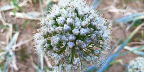 the flower of an onion plant