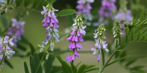 Galega officinalis, known as Goat's Rue, growing in the wild.