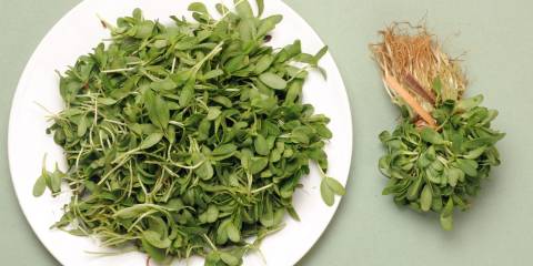 Using Botanicals to Help Manage Diabetes Fenugreek, Botanicals Help Diabetes
