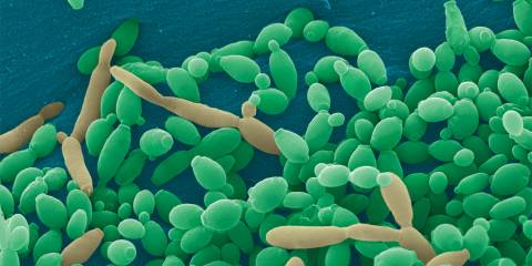 Meet Your Mycobiome candida tropicalis under a microscope