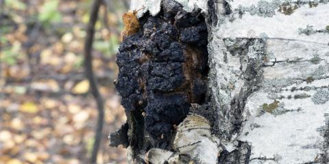 Dark chaga growing on a white birch tree.