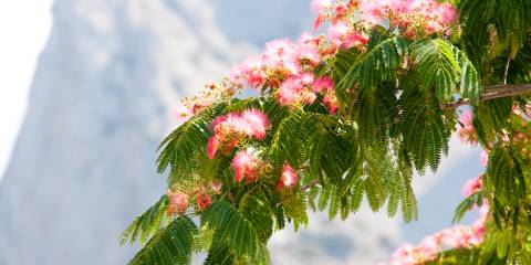 A Persian silk tree in bloom.