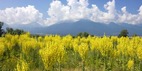 Support Your Lungs a field of mullein in the clean blue sky