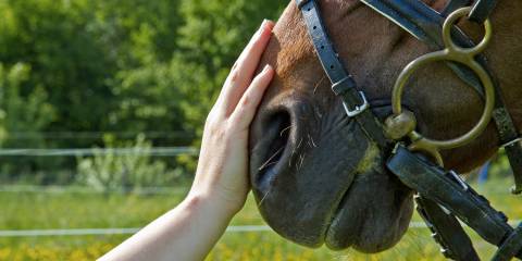 a woman gently petting a horse on its muzzle