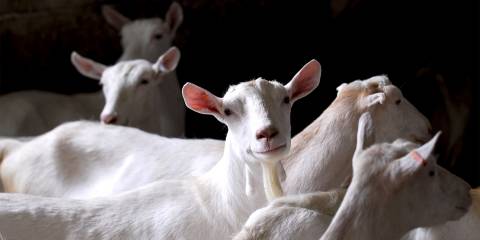 a herd of dairy goats, making their funny goat smirk