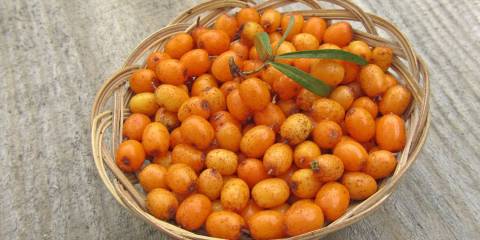 Sea Buckthorn