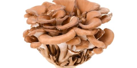 Cluster of Maitake mushrooms.