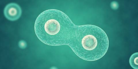 How to Tame Your Zombie Cells a living cell dividing to reproduce itself