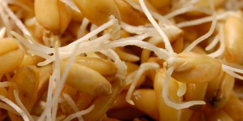 Sprouted grains