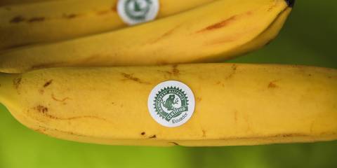Sustainable Sourcing a bunch of sustainably sourced bananas