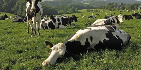 Happy cows in a green pasture.