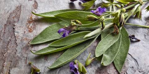 Herb Syrup with Sage sage flowers