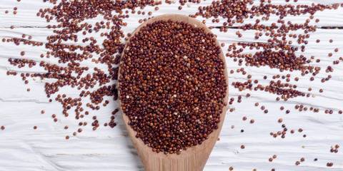 Red quinoa on a wooden spoon.