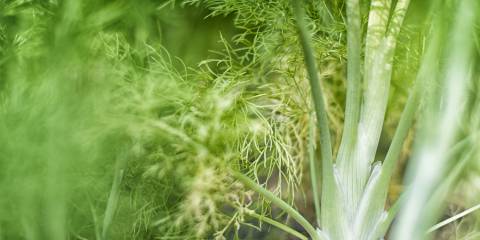 Fennel