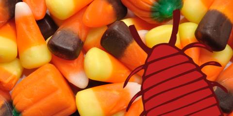 What To Know About Confectioner's Glaze A pile of candy corn. It's nice and shiny, because it has lac bug secretions.