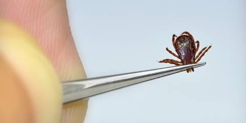 a tick being held with a pair of tweezers