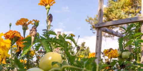 Permaculture: What It Is and Why We Need It flowers, tomatoes, and more in a biodiverse garden