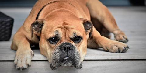 a dog pretty much melting into the floor