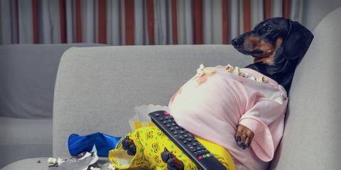 a fat little dog covered in snacks staring at the TV