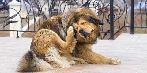 a shaggy senior dog scratching at fleas